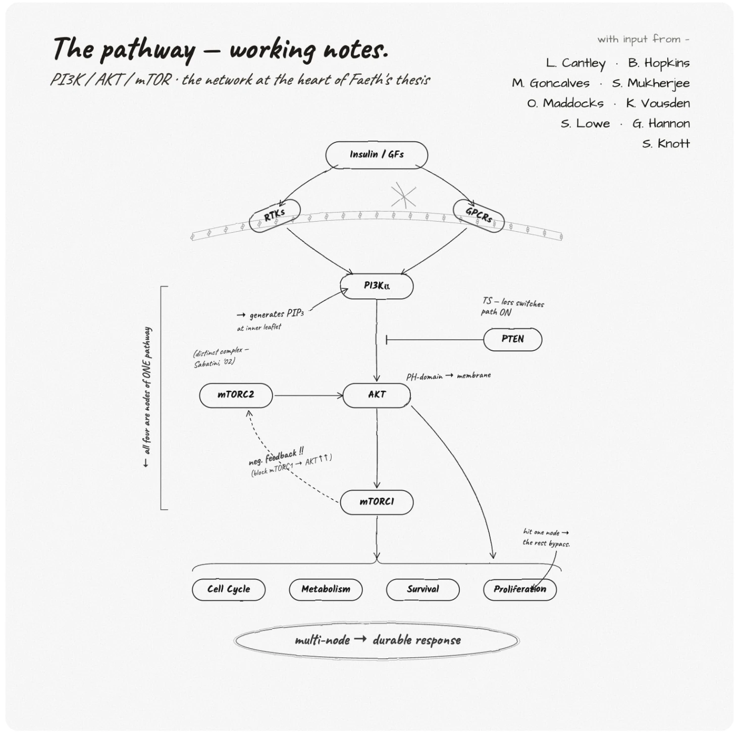 Hand-drawn PI3K / AKT / mTOR pathway diagram — working notes